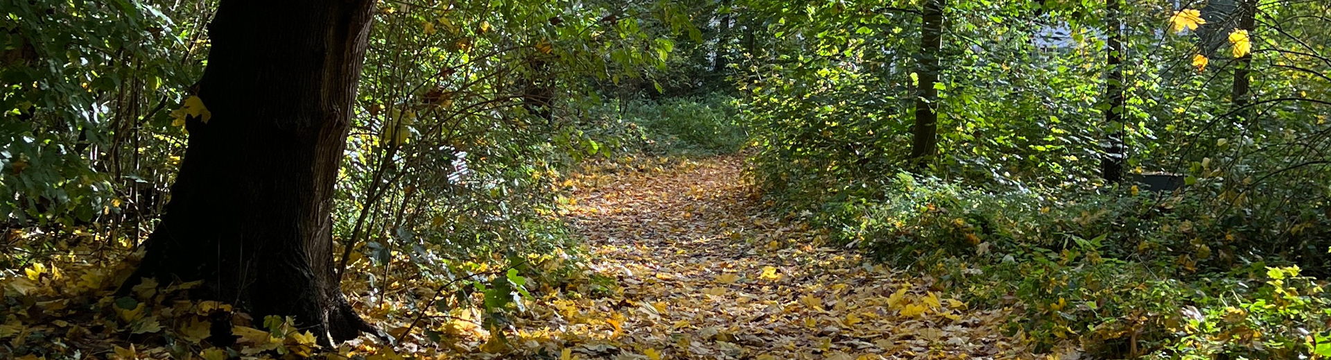 Bentlager Wald