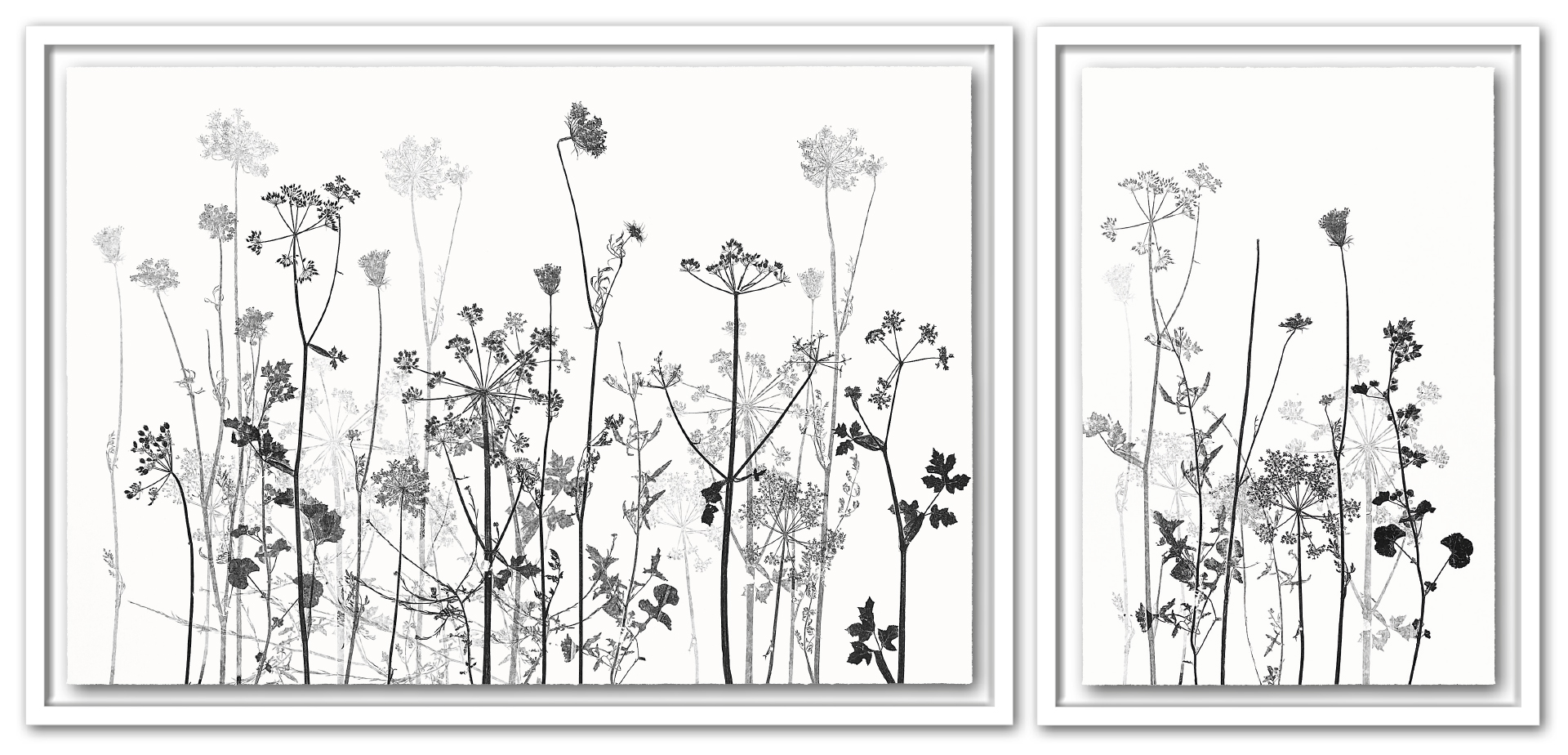 e.a. ... AM WEGESRAND | Unikat | 2-teilig | Monoprint von Wildblumen | 73 x 157 cm [gerahmt] | 2020