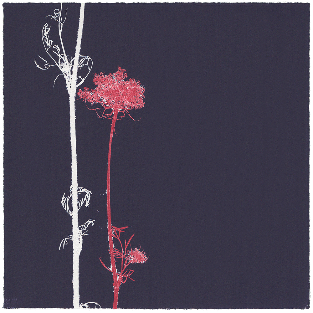 33/60 VIELFALT AM WEGESRAND | Einzelgrafik einer 60-teiligen Arbeit | Unikat | Monoprint von Wildblumen | 20 x 20 cm | 2020