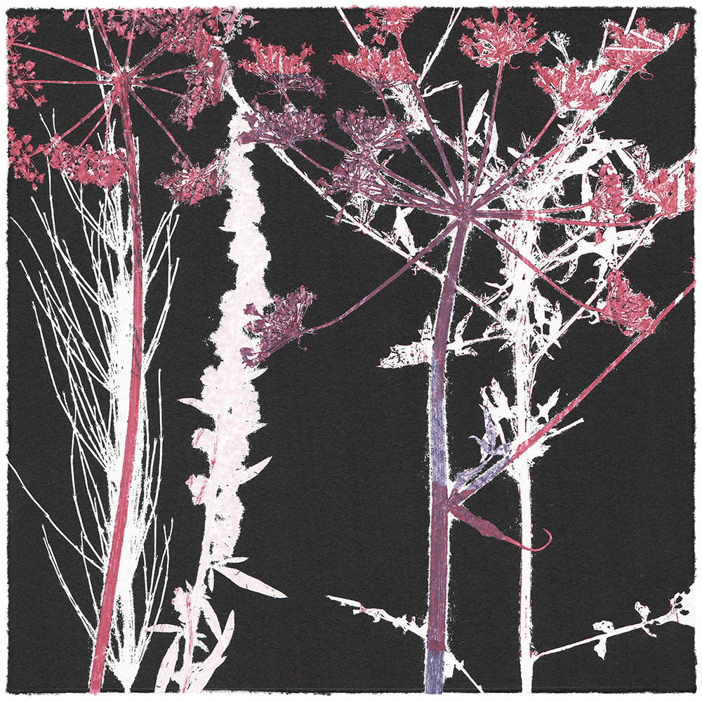 40/60 VIELFALT AM WEGESRAND | Einzelgrafik einer 60-teiligen Arbeit | Unikat | Monoprint von Wildblumen | 20 x 20 cm | 2020