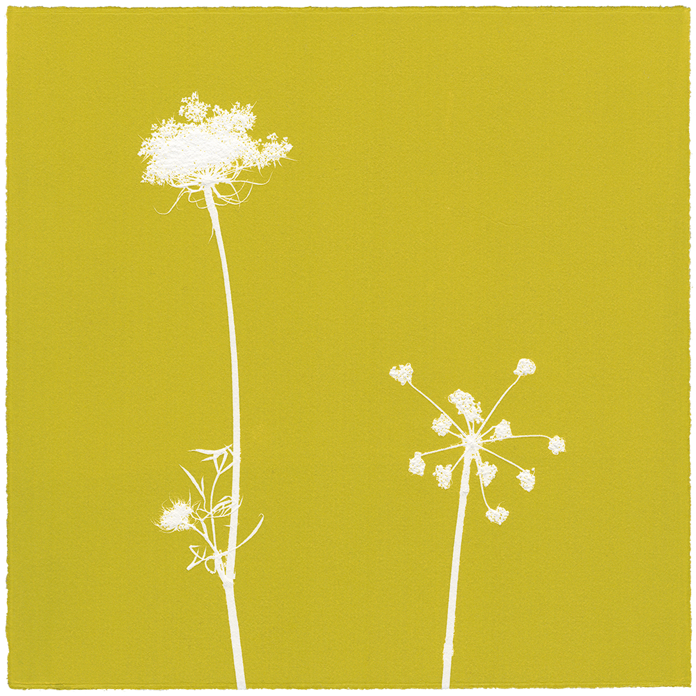 WILDE MÖHRE 4 | Unikat | Monoprint von Wildblumen | 20 x 20 cm | 2020