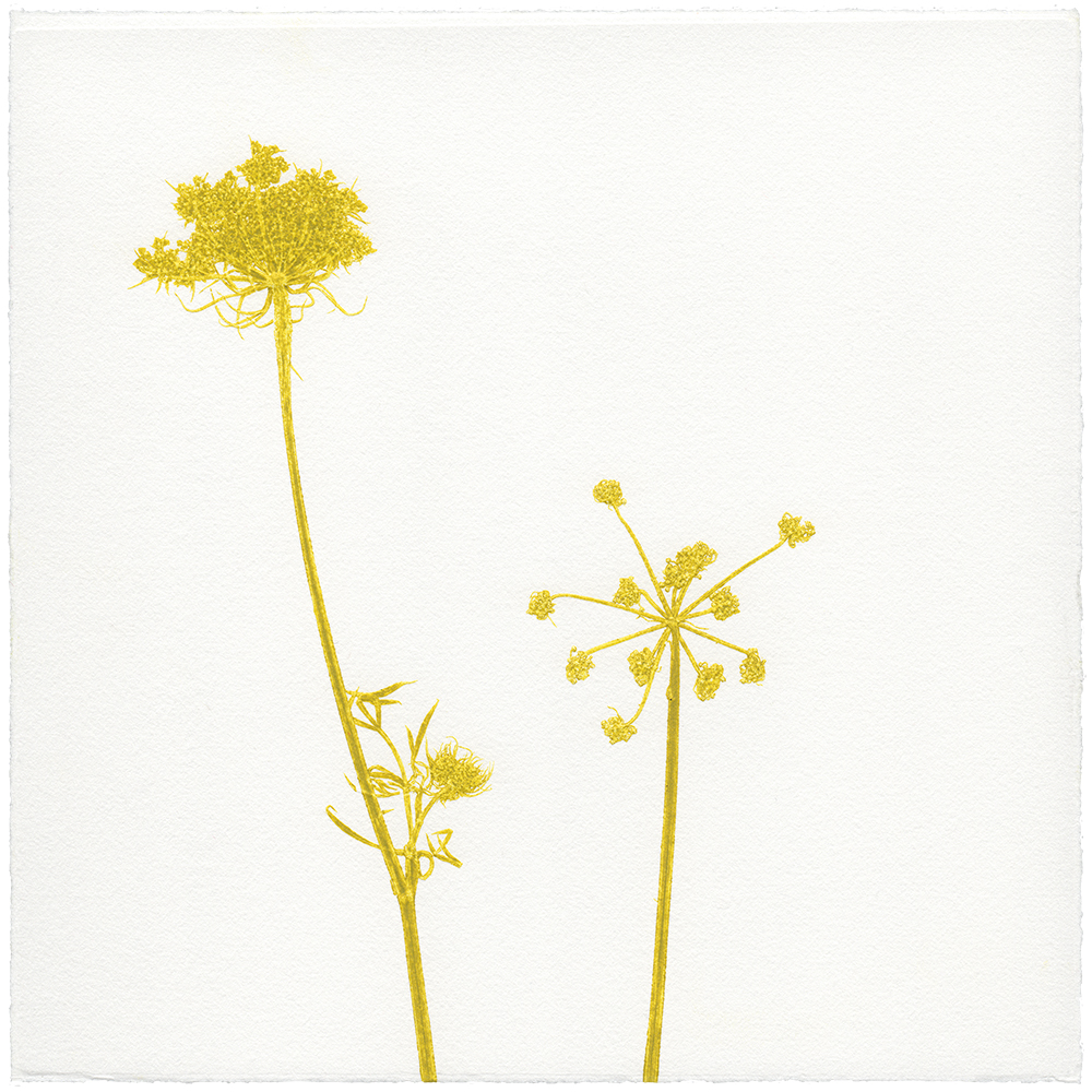 WILDE MÖHRE 7 | Unikat | Monoprint von Wildblumen | 20 x 20 cm | 2020