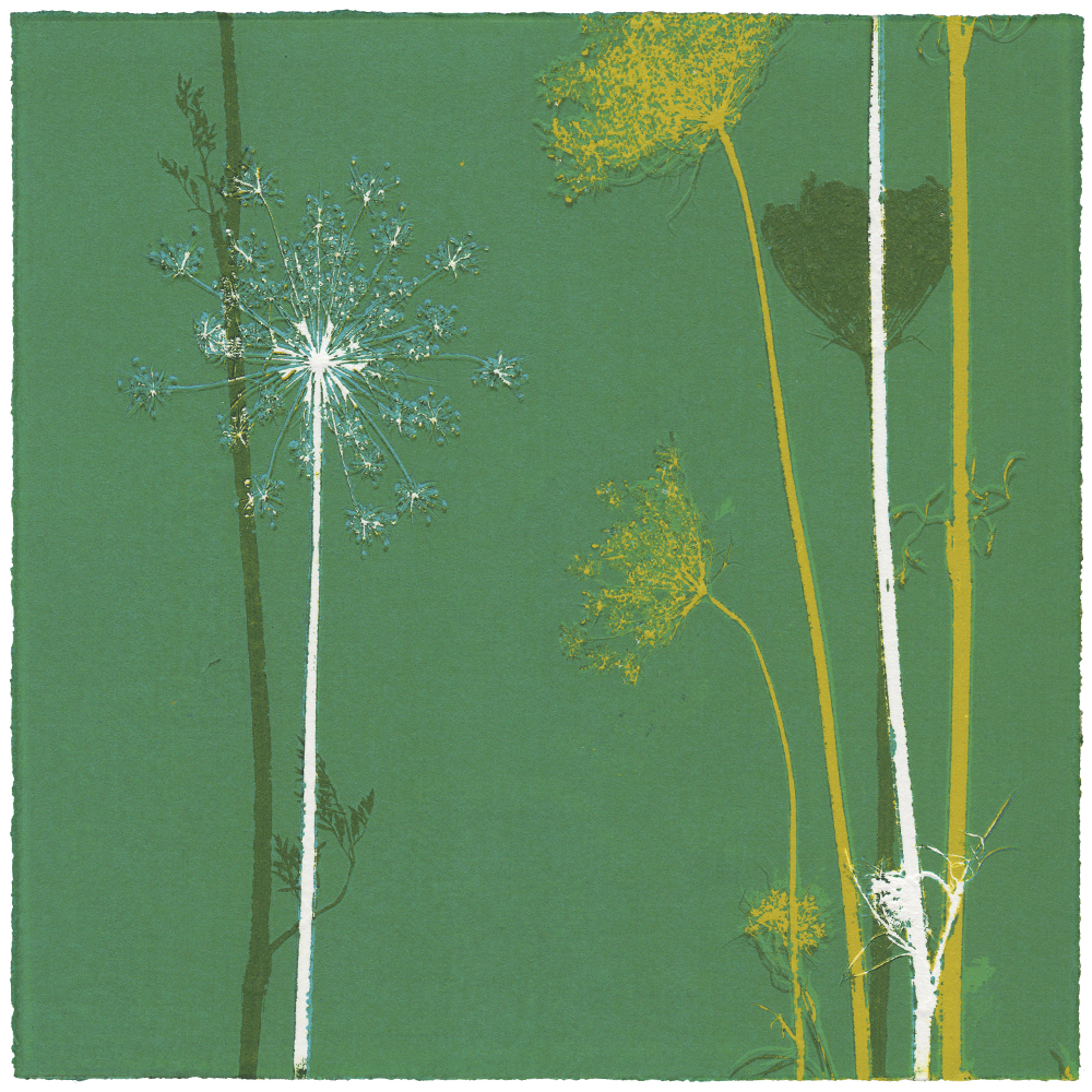 WILDE MÖHRE 10 | Unikat | Monoprint von Wildblumen | 20 x 20 cm | 2020