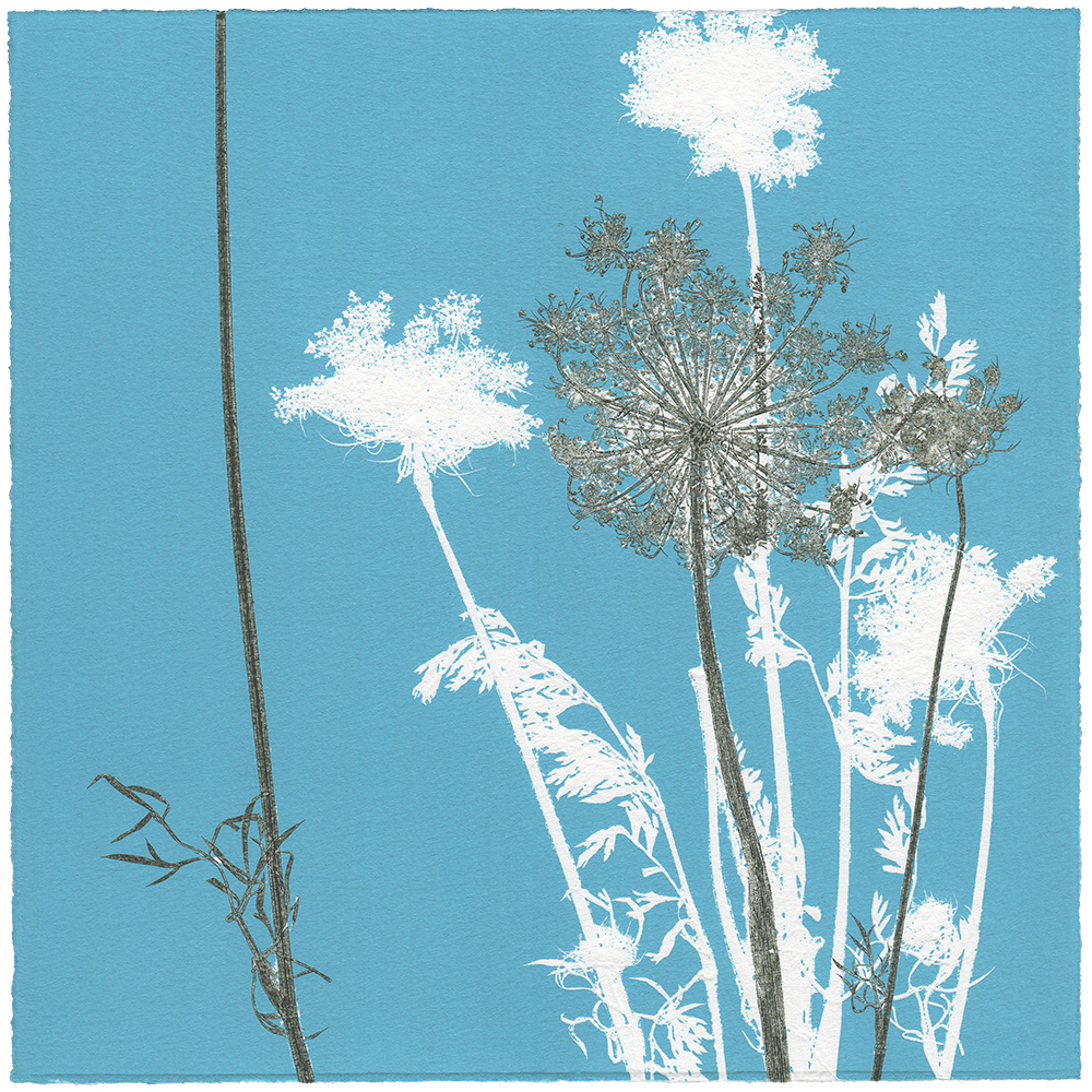 WILDE MÖHRE 12 | Unikat | Monoprint von Wildblumen | 20 x 20 cm | 2020